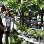 Whanganui Potters Art in the Garden 2024